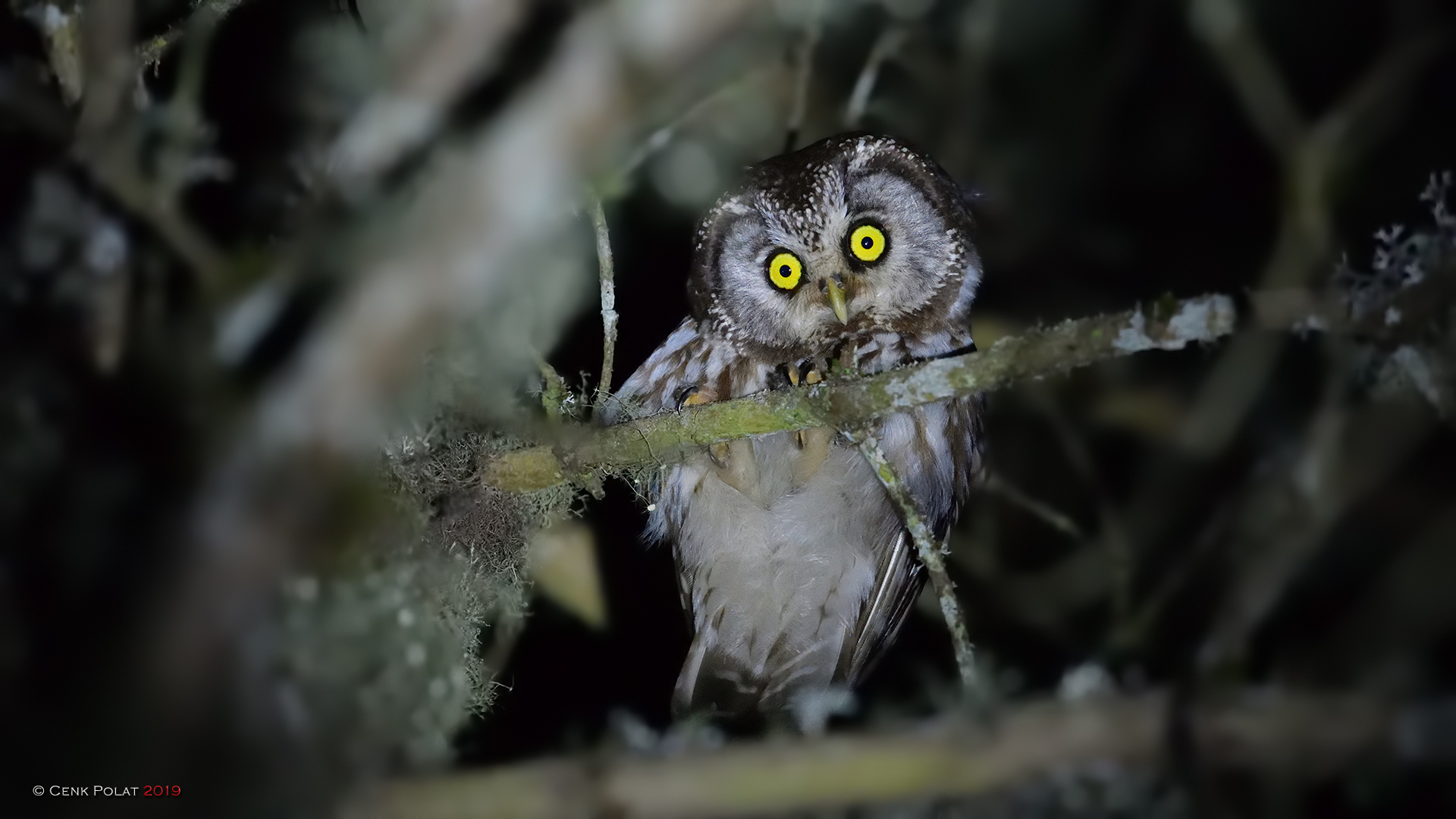 Boreal Owl